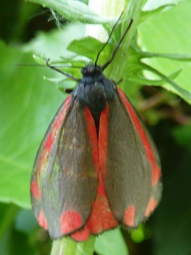 Réf. 186 414 : Tyria jacobaeae